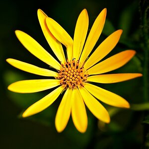 Nikon Forum