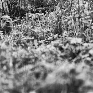 OtterDSC 6572