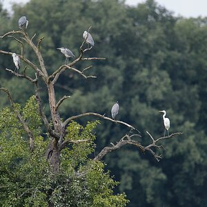 20120729 8303 [NIKON D4] 850 mm,1 1000 Sek. bei ƒ   6,3