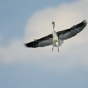20120729 8134 [NIKON D4] 850 mm,1 2000 Sek. bei ƒ   6,3