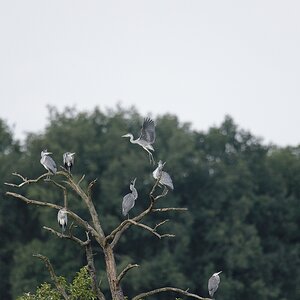 20120729 8171 [NIKON D4] 850 mm,1 2000 Sek. bei ƒ   6,3