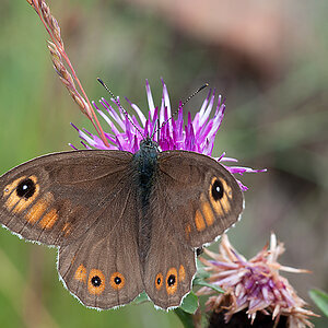 Braunauge 2012 07 06 01