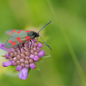 Blutströpfchen (Zygaena filipendulae)