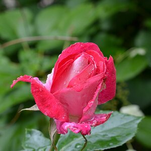 DSC 5375