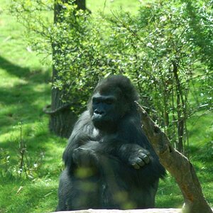 Gorilla im Bronx-Zoo