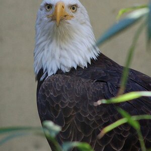EAGLE im Bronx Zoo