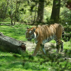 Tiger- Bronx Zoo