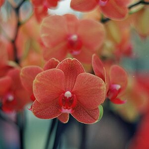 Orchideen