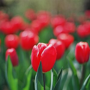 Tulpe1