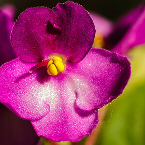 Lila Blüte