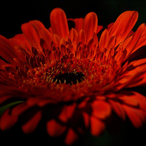 Gerbera BalgenDSC 6305