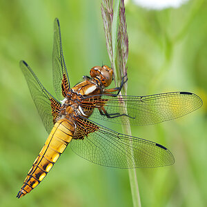 Plattbauch (w) 2012 06 26 01