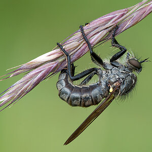 Raubfliege 2012 07 06 04