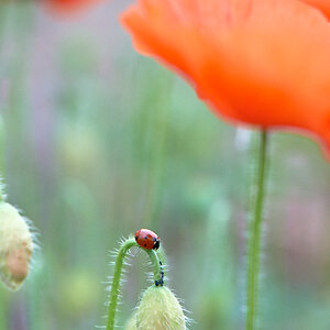 Mohn+Feld 13612 6