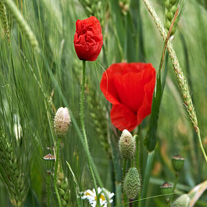 Mohn+Feld 13612 16 1