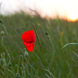 Mohn+Feld 14612 22 1