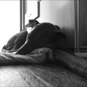 hund im hausflur