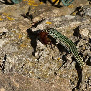 Der Frühe Vogel fängt den Wurm die Eidechse die Kakalake 2012