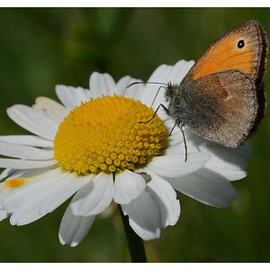 2012 06 Meran Natur DSF 4101