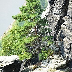 Baum