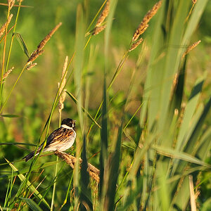 DSC 7217 1000 Rohrammer