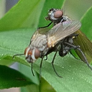 Fliegen