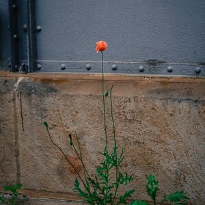 blume DSC 1206