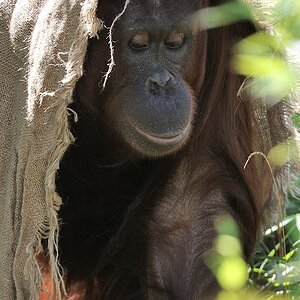 Orang Utan