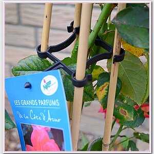 Rosenhalter NF