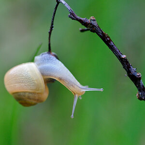 120511 Schnecke 041