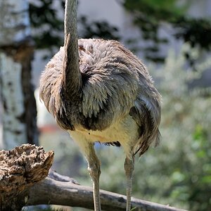 Nandu