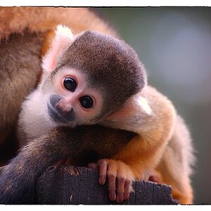 Zoo DSC 5278