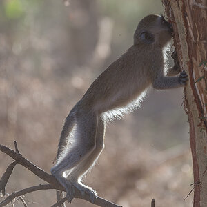 tanzania lakemanyara nff 004