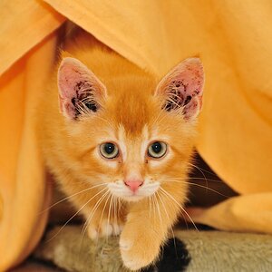 2012 07 08 5154  D300sA