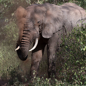tanzania lakemanyara nff 005