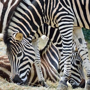 Zebrasse