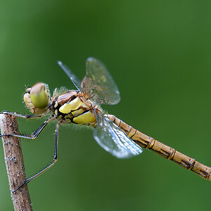 Heidelibelle 2012 07 16 02