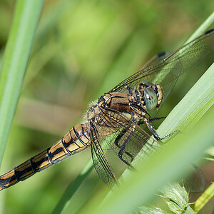Libelle 2012 07 24 03