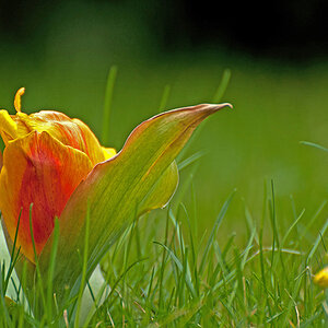 Tulpe