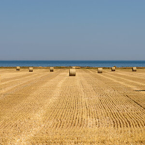 Feld am Meer