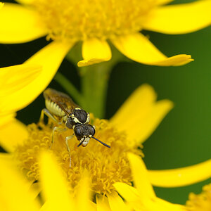 Blattwespe (Tenthredo notha) 1