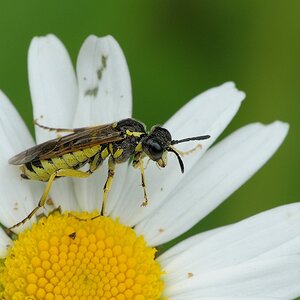 Blattwespe (Tenthredo notha) 3