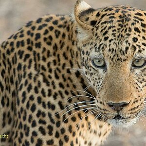 Leopard, Portrait