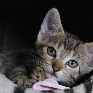 2012 07 29 6784  D300sA