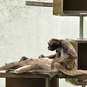 E.T. lebt!

Nikon D90 / Tamron SP 70-300 VC

170.0mm / f/5.6 / 0.0031s (1/320) / ISO 400