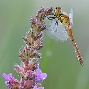 DSC 4636