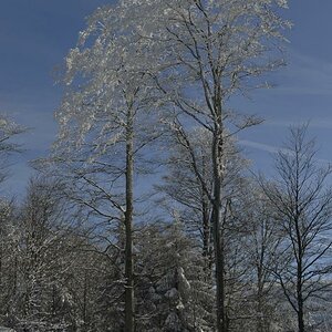 Baum02