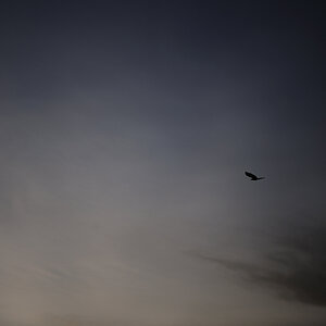 adler