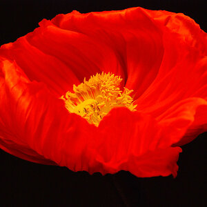 Rote Blume
