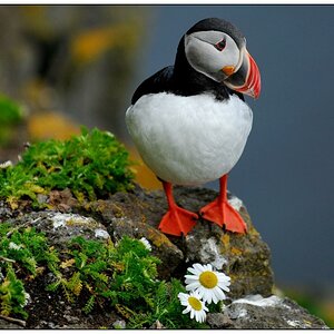 Papageientaucher - Lundi - Puffin